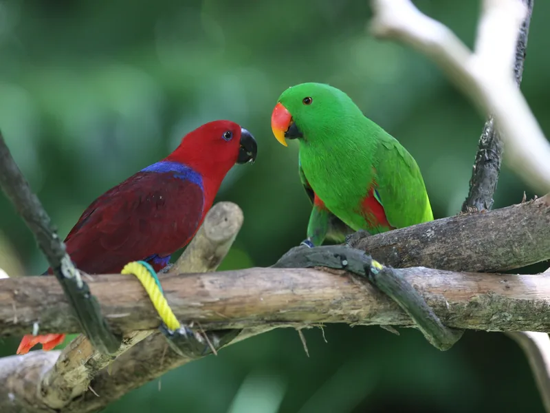 Eclectus — the hen is the red one
