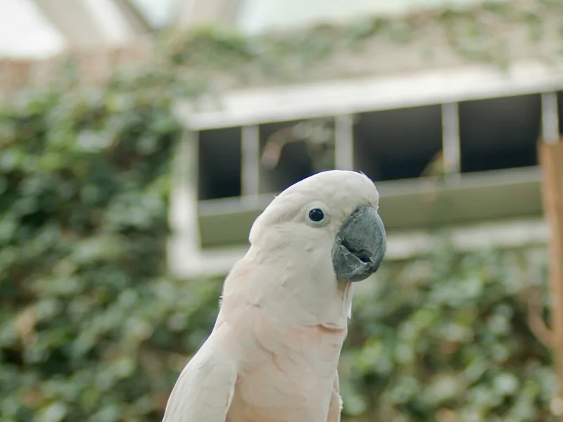 Moluccan cockatoo