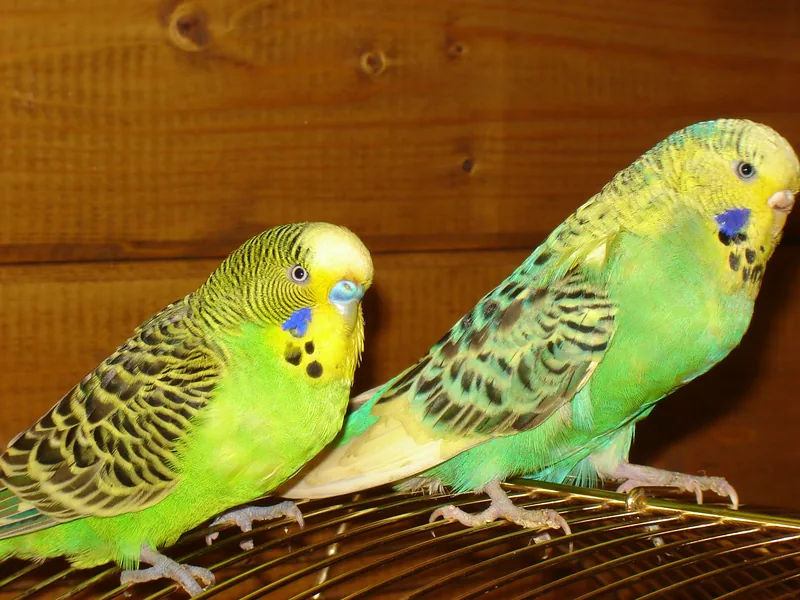 Budgies