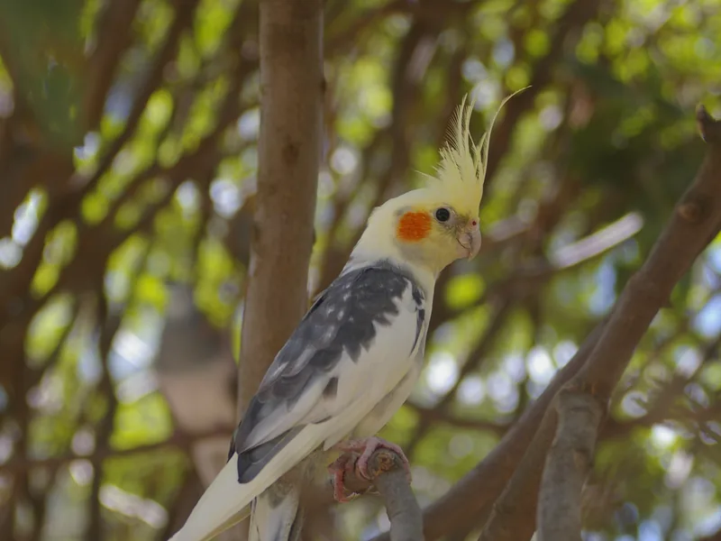 Cockatiel