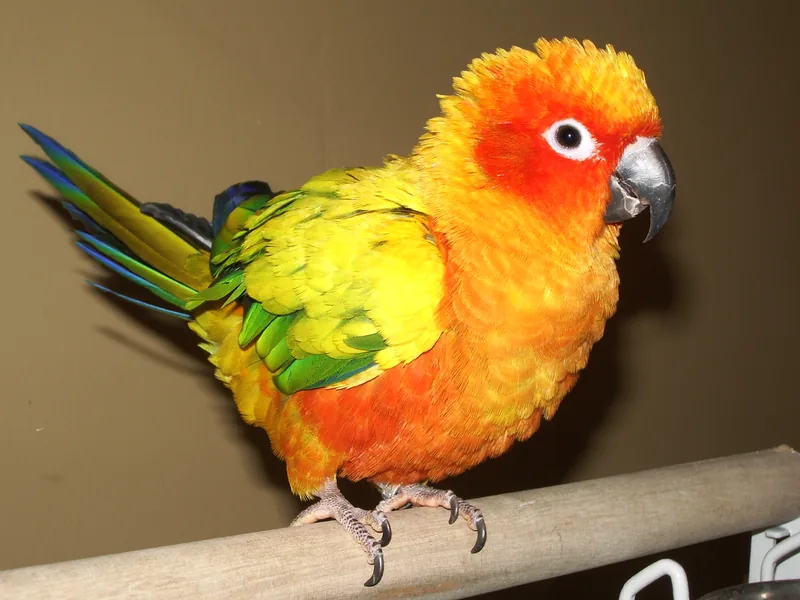 Sun conure