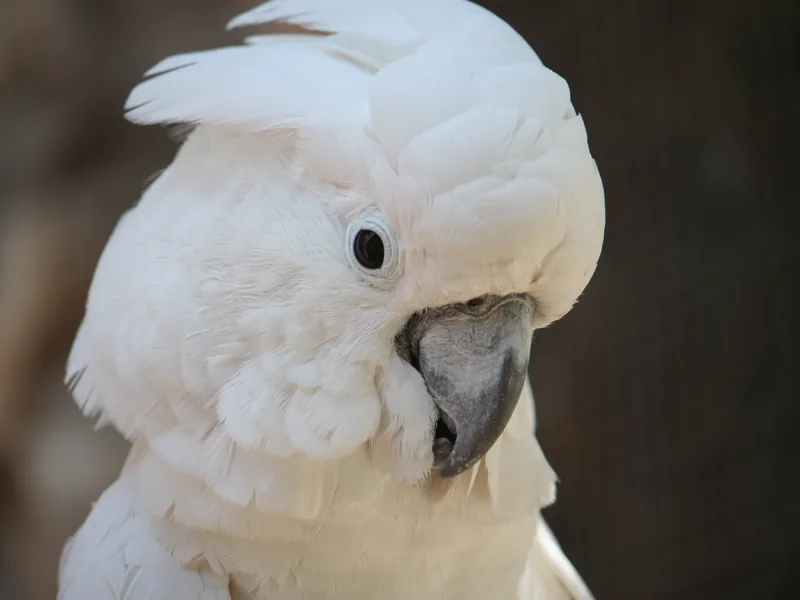 Umbrella cockatoo