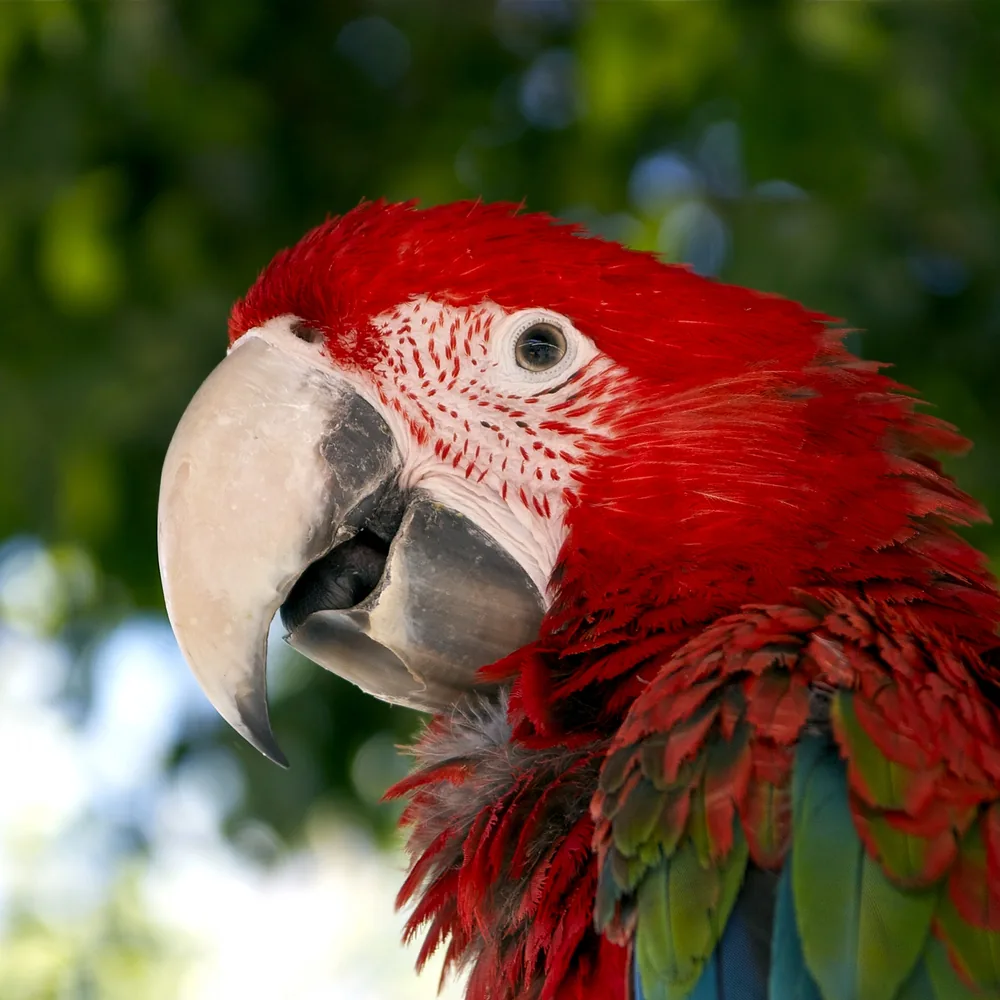 Birdz and Beyond