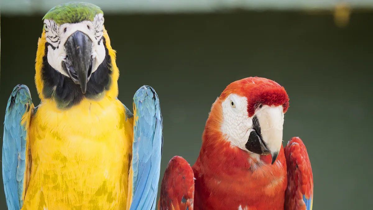 Blue-and-gold and scarlet macaws